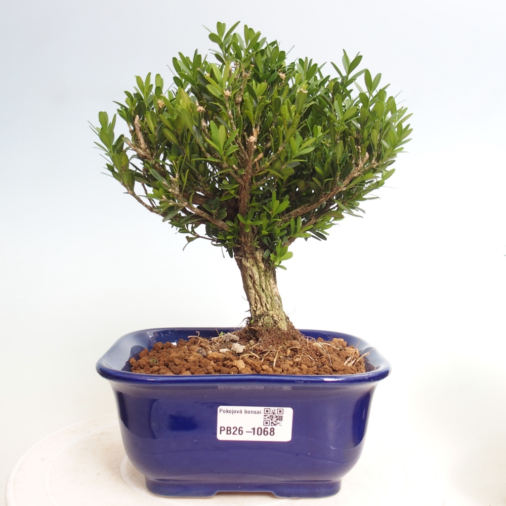 Zimmer Bonsai - Buxus harlandii - Korkbuxus
