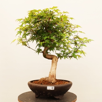ficus ginseng bonsai formen Ficus Ginseng Bonsai