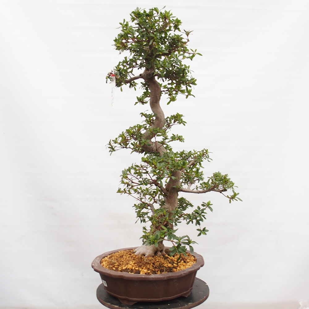 Bonsai im Freien - Japanische Azalee - Azalea Yama-no-Hikari
