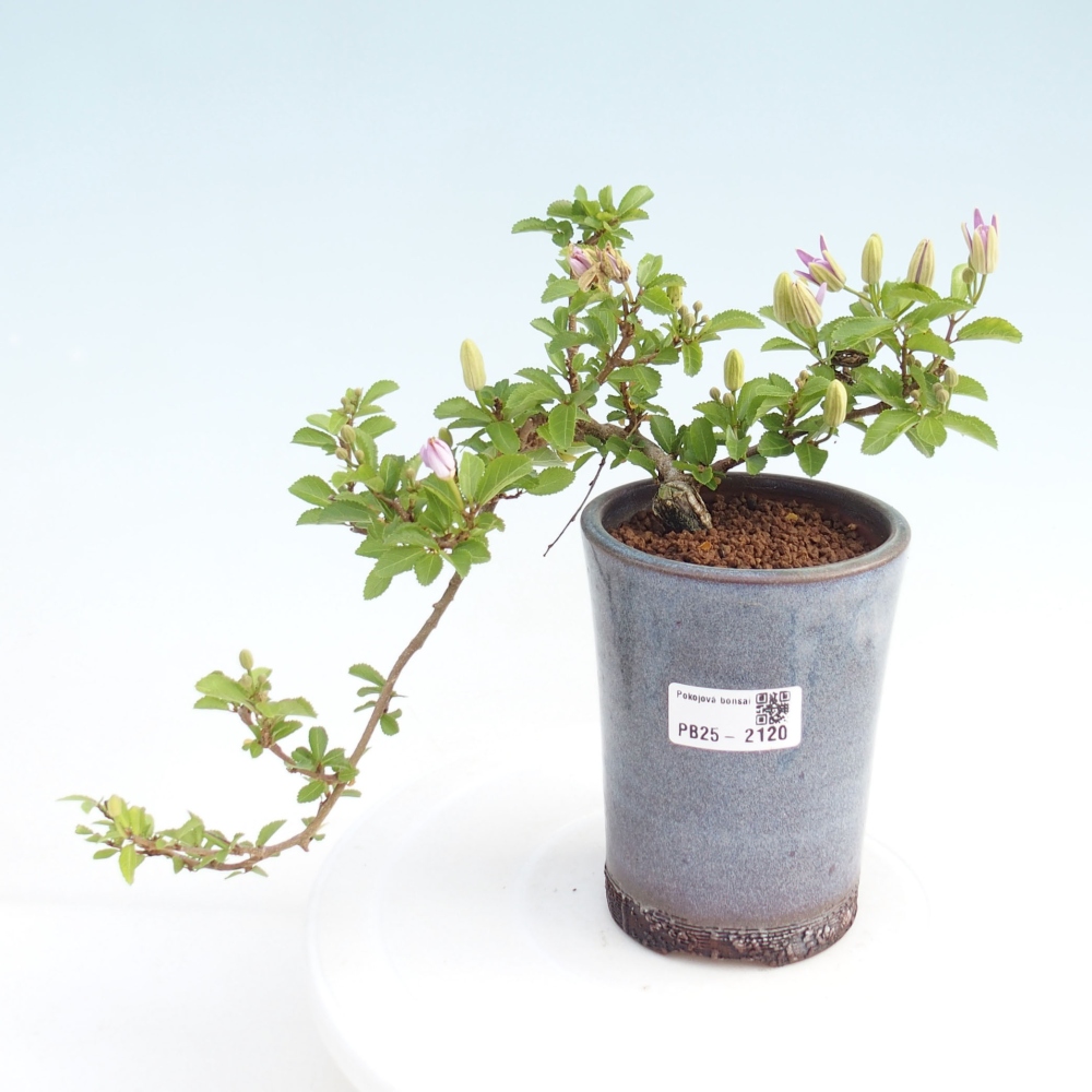 Zimmerbonsai - Grewia occidentalis - Lavendelstern