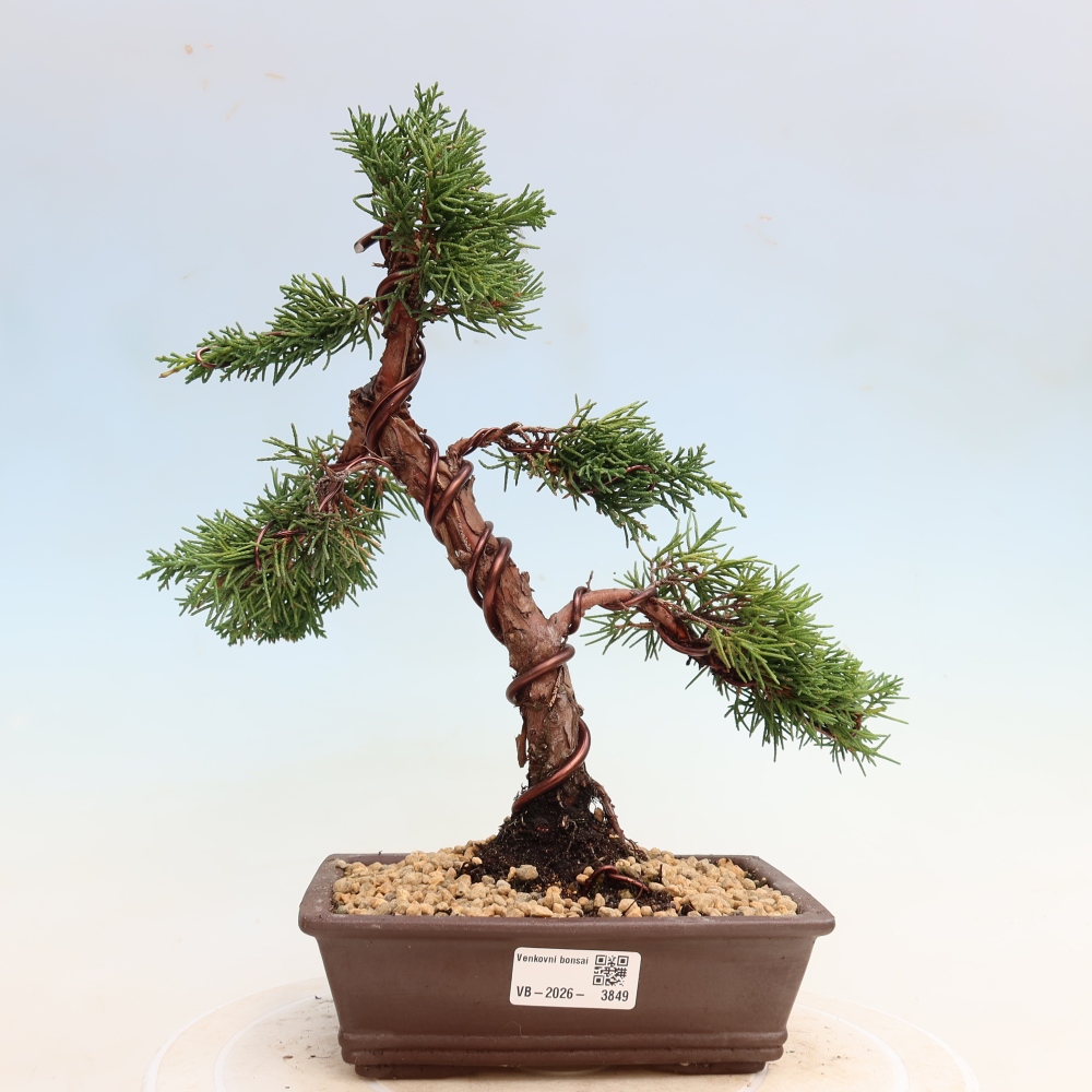Bonsai für draußen - Juniperus chinensis Kishu