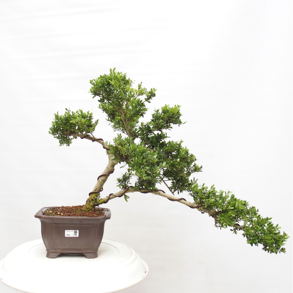 Zimmerbonsai - Ilex crenata - Holly