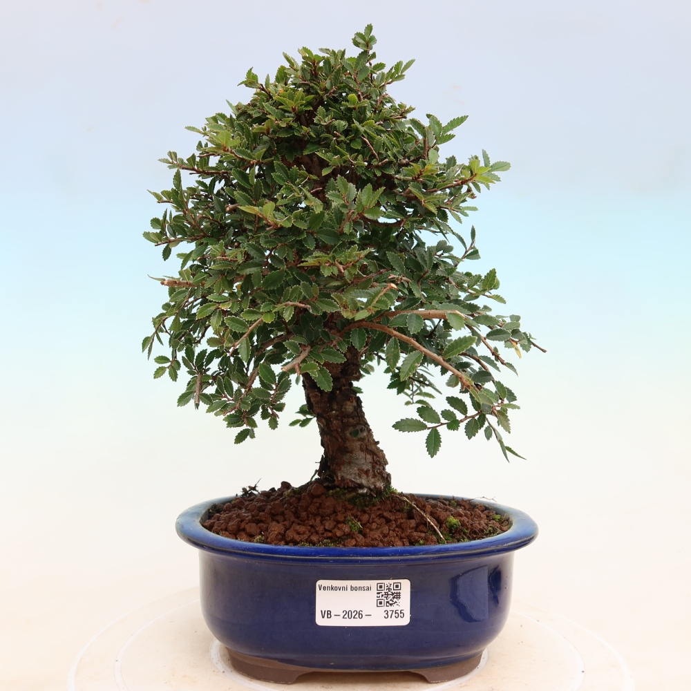 Bonsai für draußen - Zelkova - Zelkova NIRE