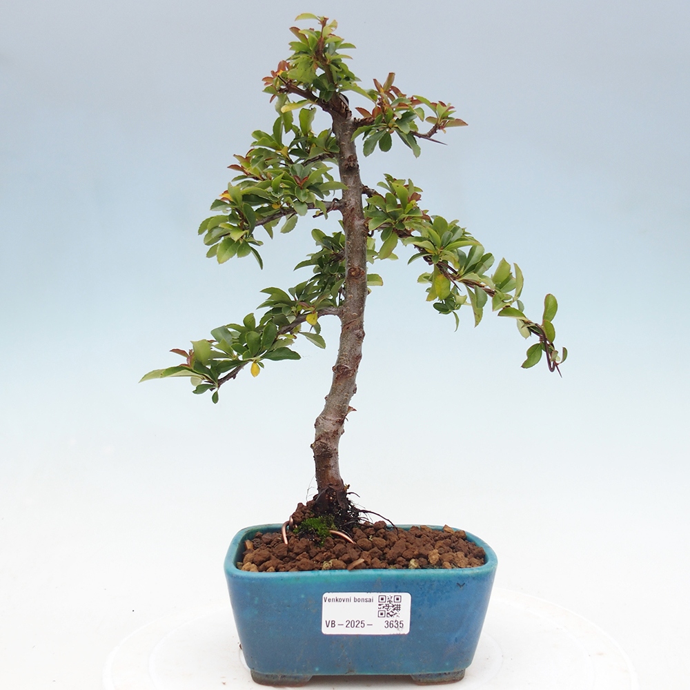 Outdoor Bonsai-Pyracanta Teton -Bäckerei