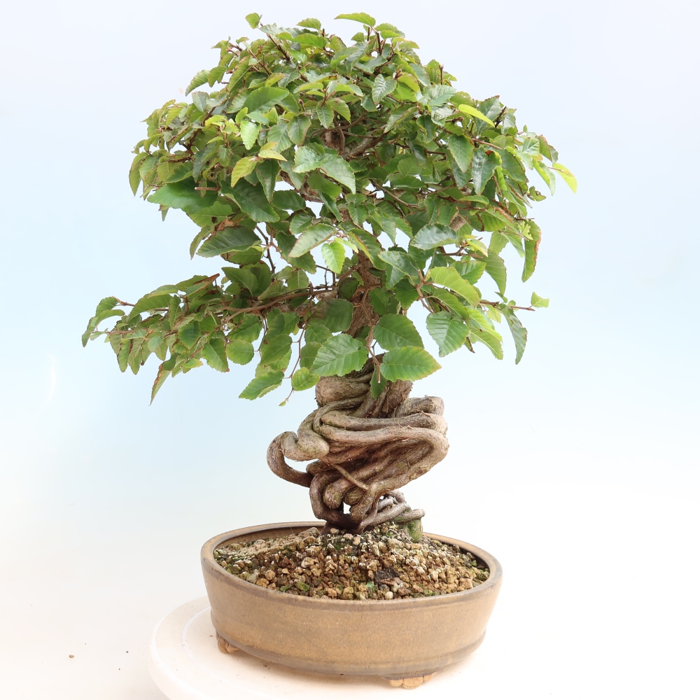 Bonsai für draußen -Carpinus CARPINOIDES - Koreanische Hainbuche