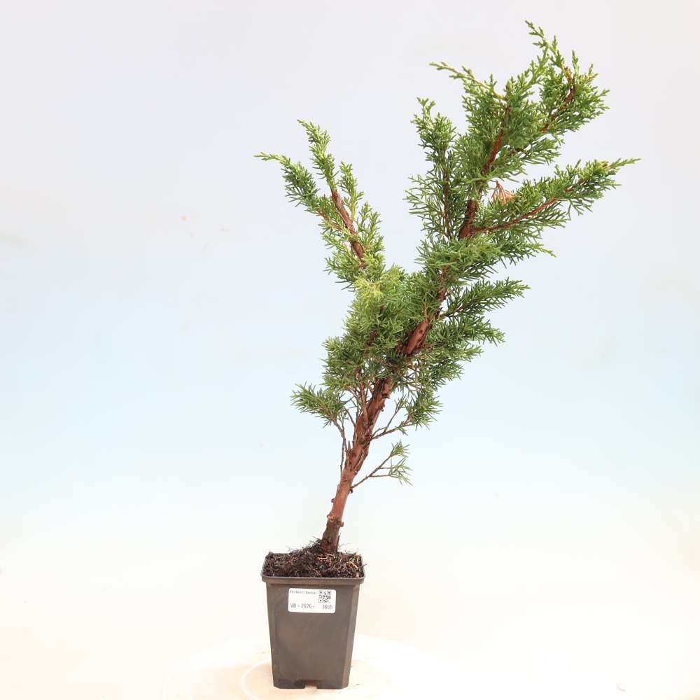 Bonsai für draußen - Juniperus chinensis Kishu