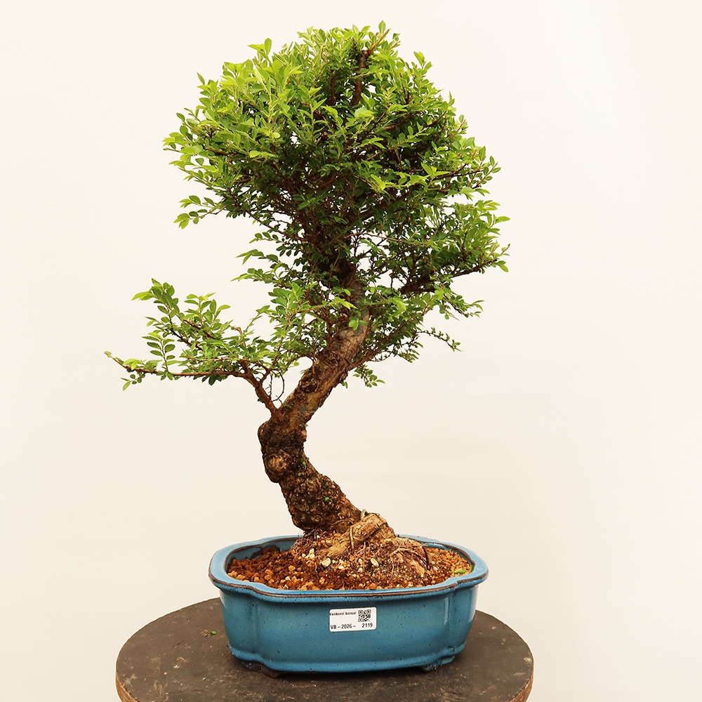 Bonsai im Freien - Zelkova - Zelkova NIRE
