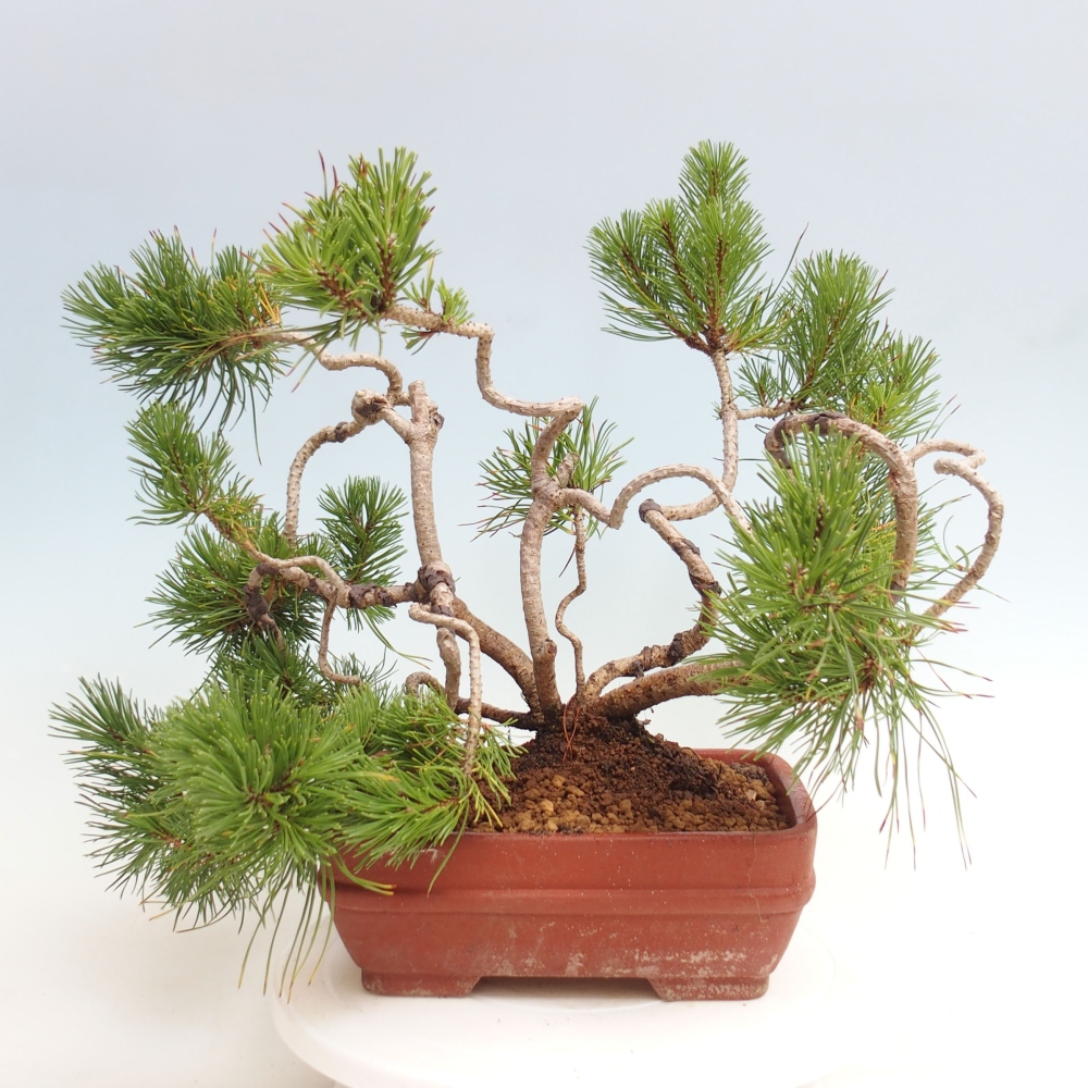 Außen Bonsai - Pinus Mugo  - Kiefer