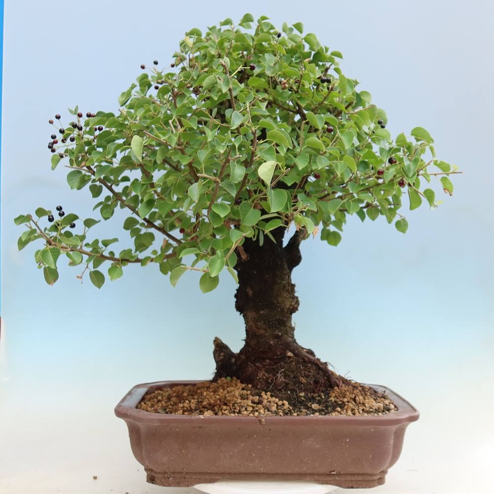 Bonsai für draußen - Mahalebka - Prunus mahaleb
