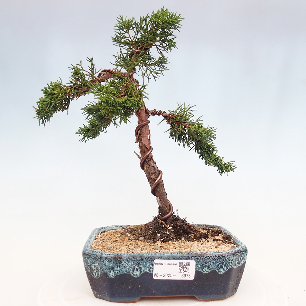 Bonsai im Freien - Juniperus chinensis Kishu - Chinesischer Wacholder