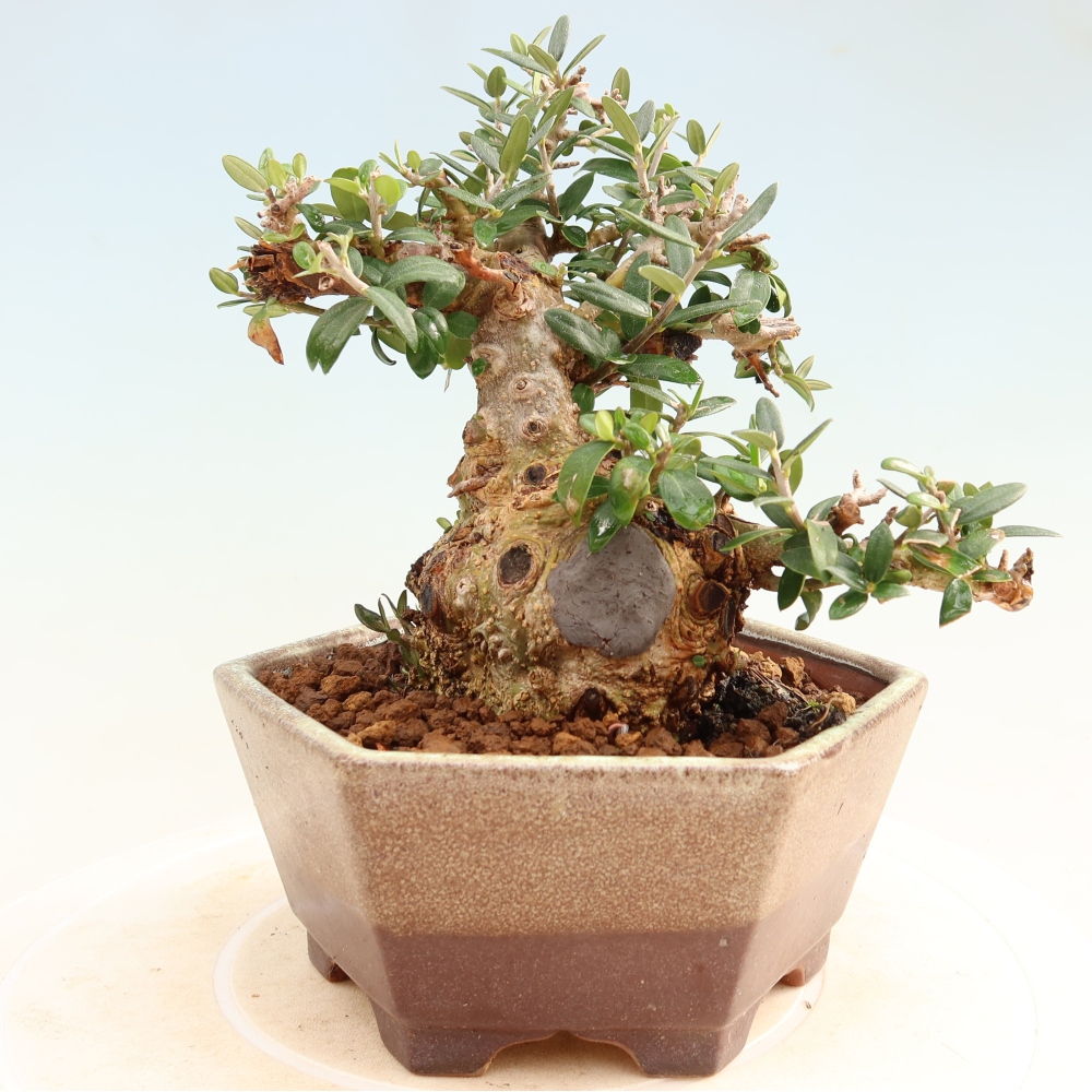 Zimmerbonsai - Olea europaea sylvestris