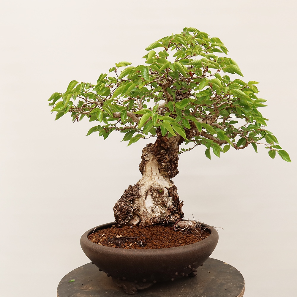 Bonsai im Freien - Carpinus Coreana - Koreanische Hainbuche