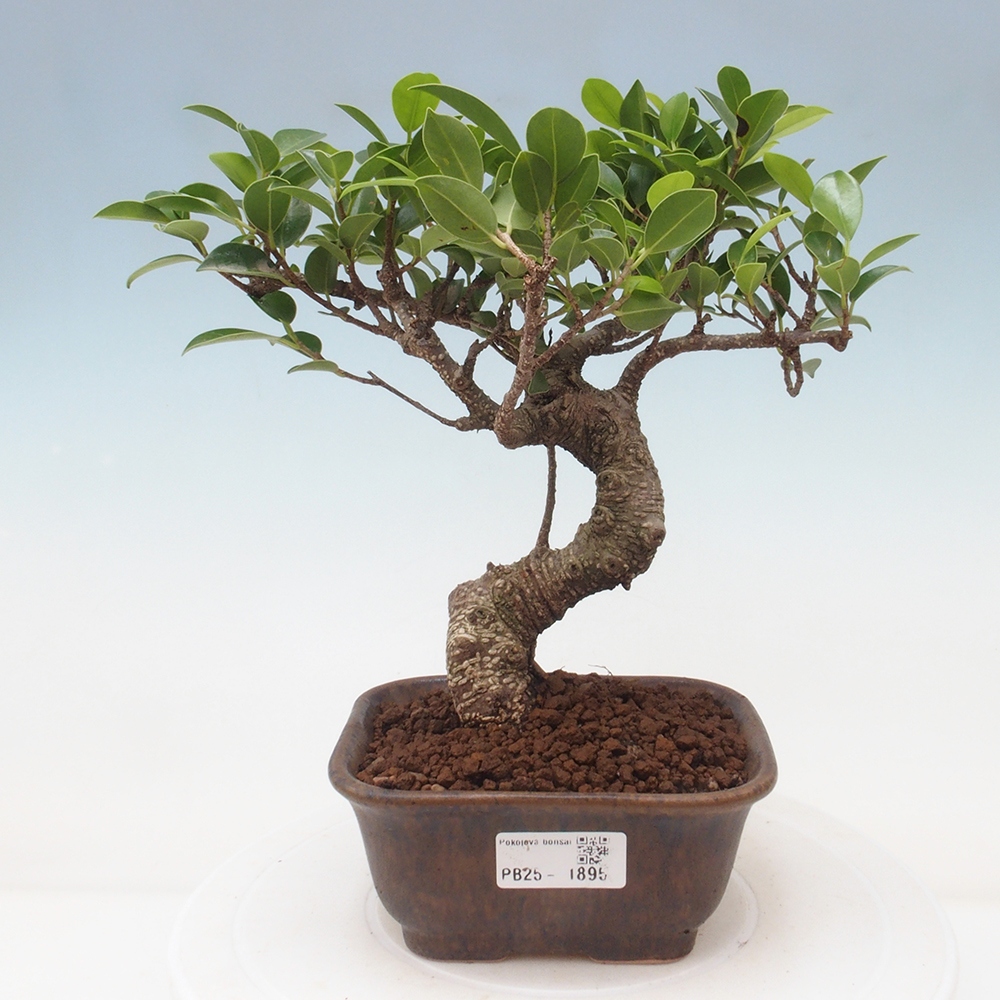 Indoor-Bonsai - Ficus retusa - kleiner Ficus