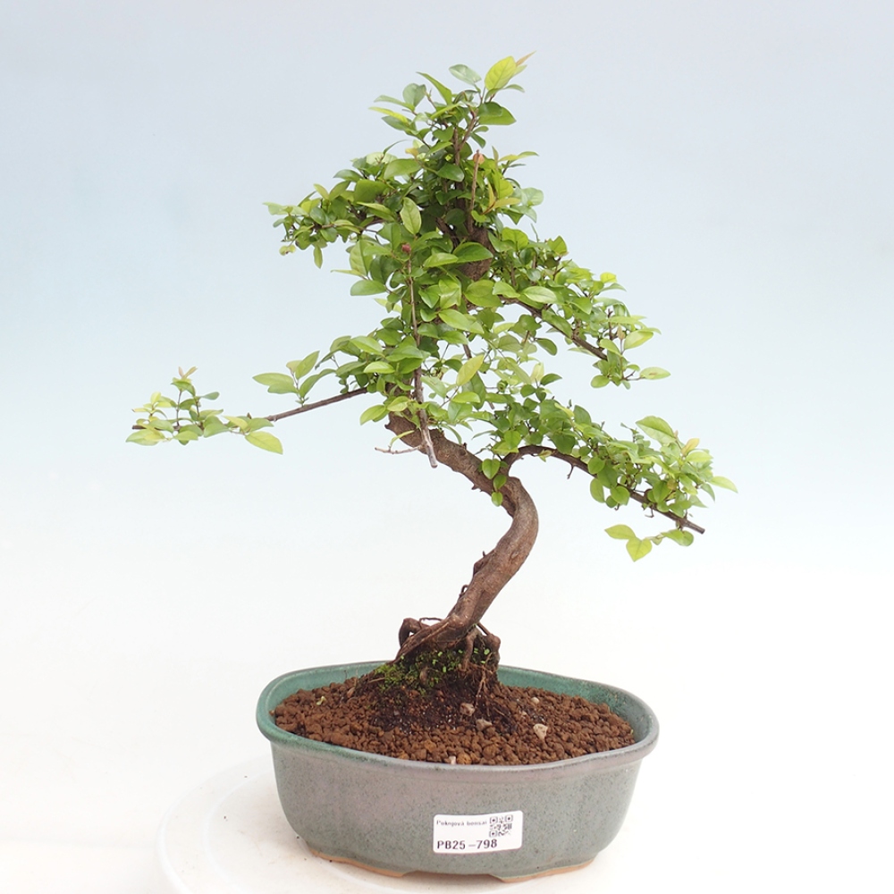Innenbonsai - Sagerécie Thea - Sagerécie Thea