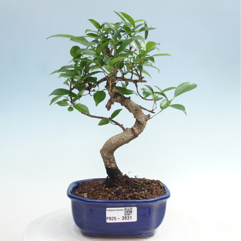 Zimmerbonsai - Ficus retusa - Kleinblättriger Ficus