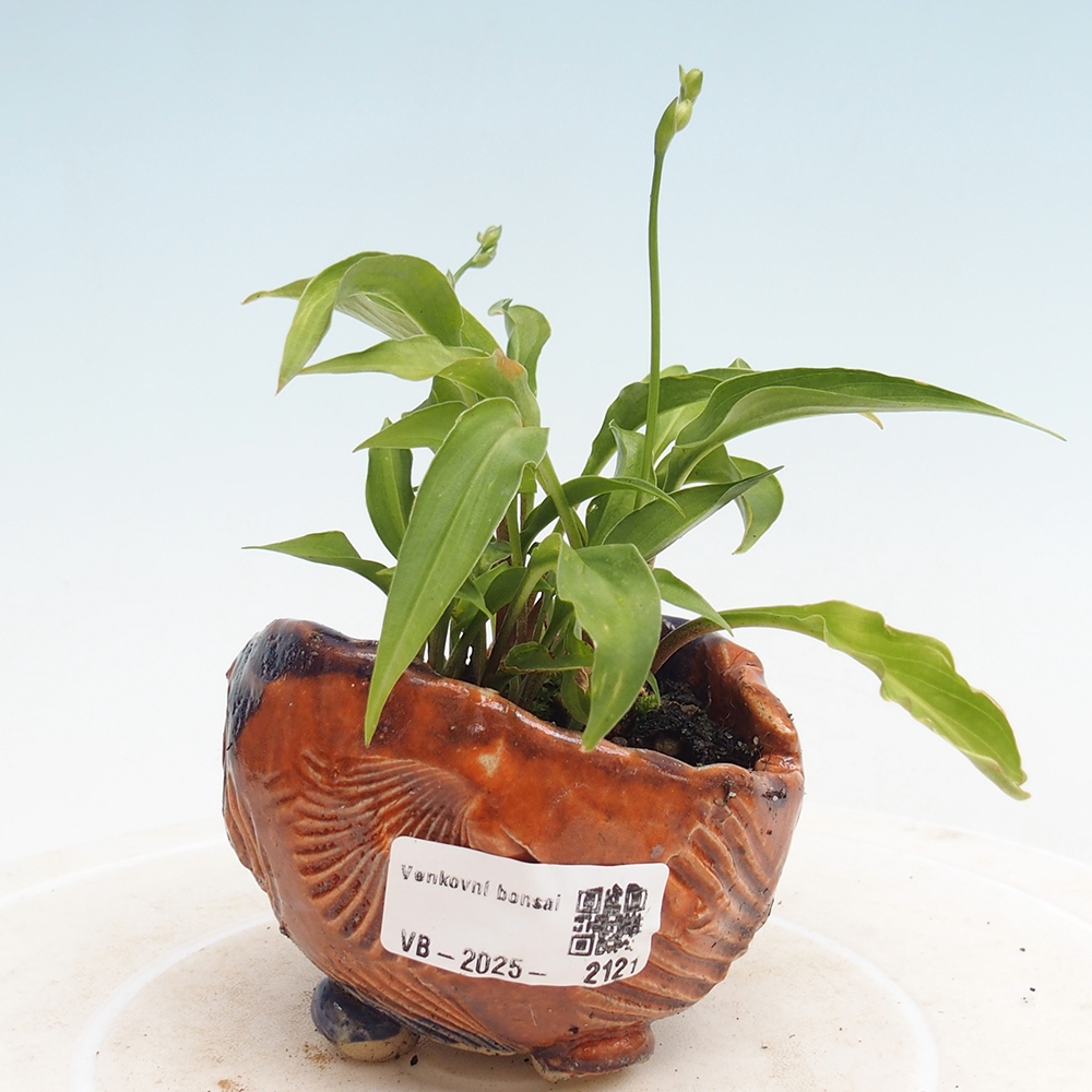 Bonsai im Freien - Mini Hosta - Göttin