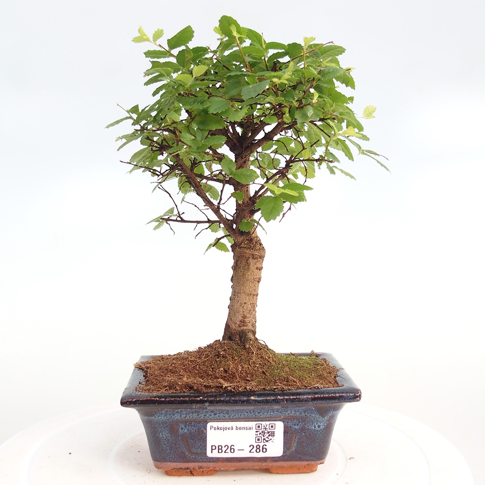 Zimmerbonsai - Ulmus parvifolia - Kleinblättrige Ulme