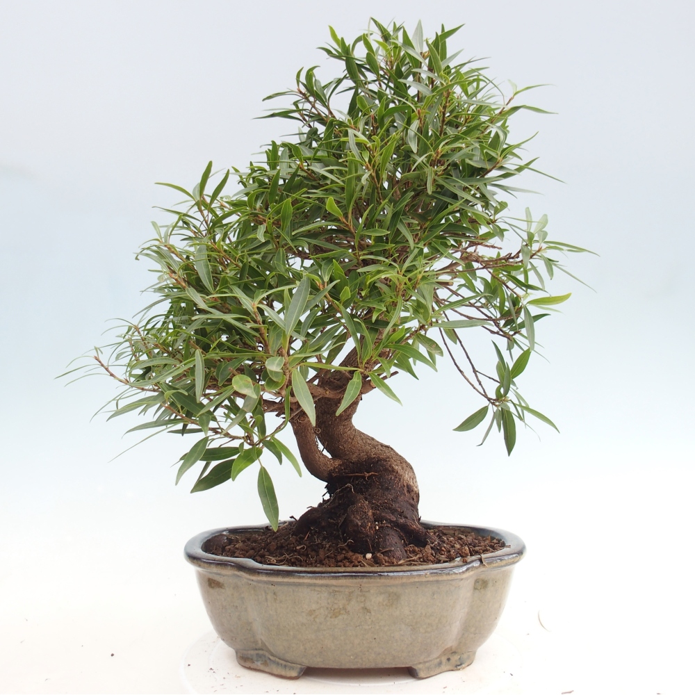 Zimmerbonsai - Ficus nerifolia - Kleinblättriger Ficus
