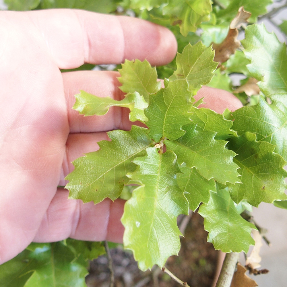 Freilandbonsai Quercus Cerris - Eiche Cer