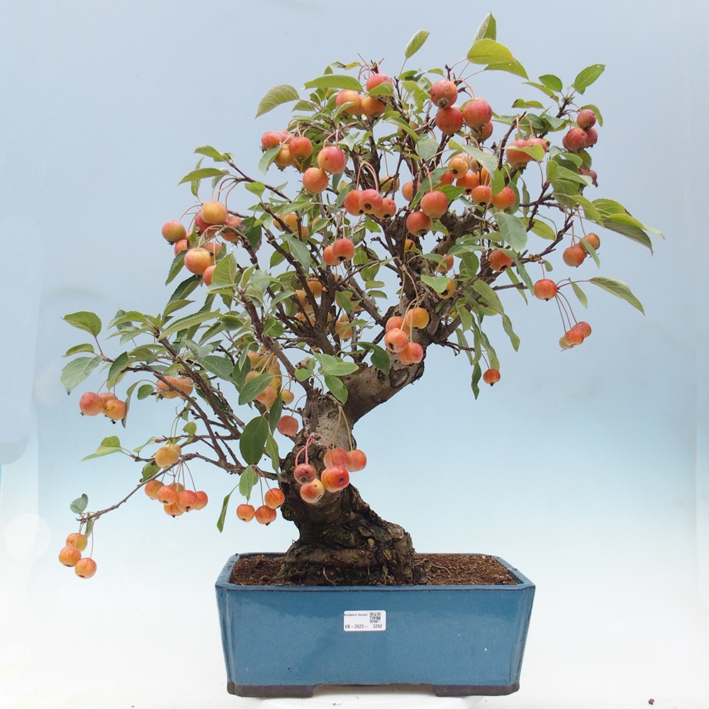 Bonsai im Freien - Malus halliana - Kleinfruchtiger Apfelbaum