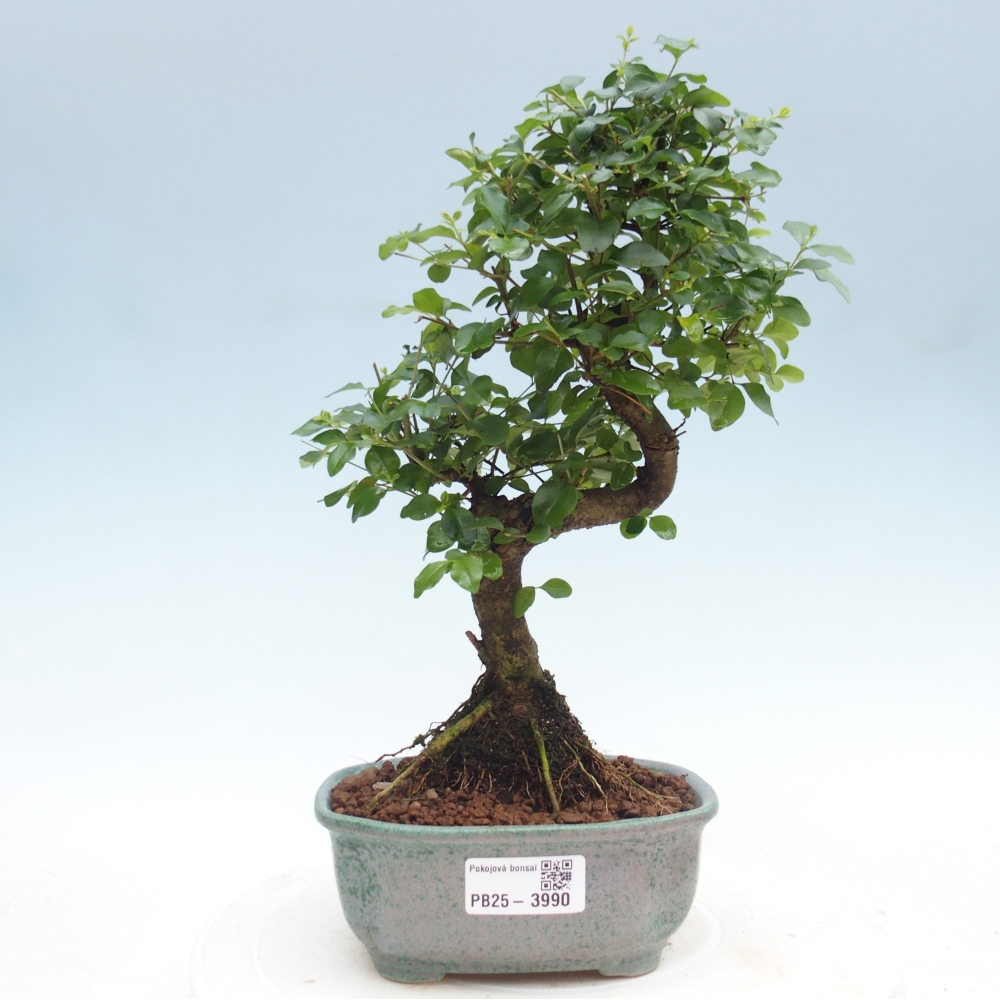 Zimmer Bonsai -Ligustrum chinensis - Vogelschnabel