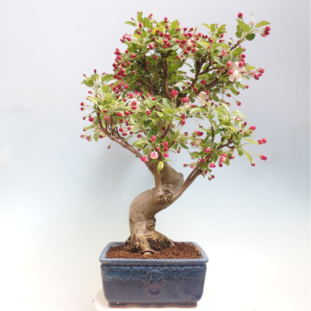 Outdoor-Bonsai -Malus halliana - Kleinfrüchtiger Apfelbaum
