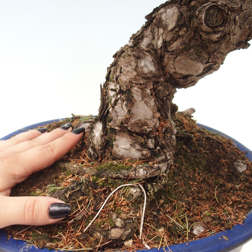 Bonsai im Freien - Pinus parviflora - kleine Kiefer
