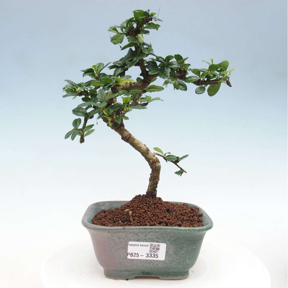 Zimmerbonsai - Carmona Macrophylla - Fuki-Tee