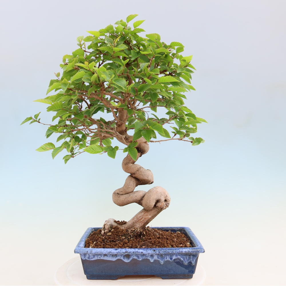 Bonsai für draußen - Karpinus Coreana - Koreanische Hainbuche