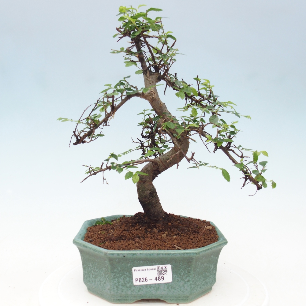 Zimmerbonsai - Ulmus parvifolia - Kleinblättrige Ulme