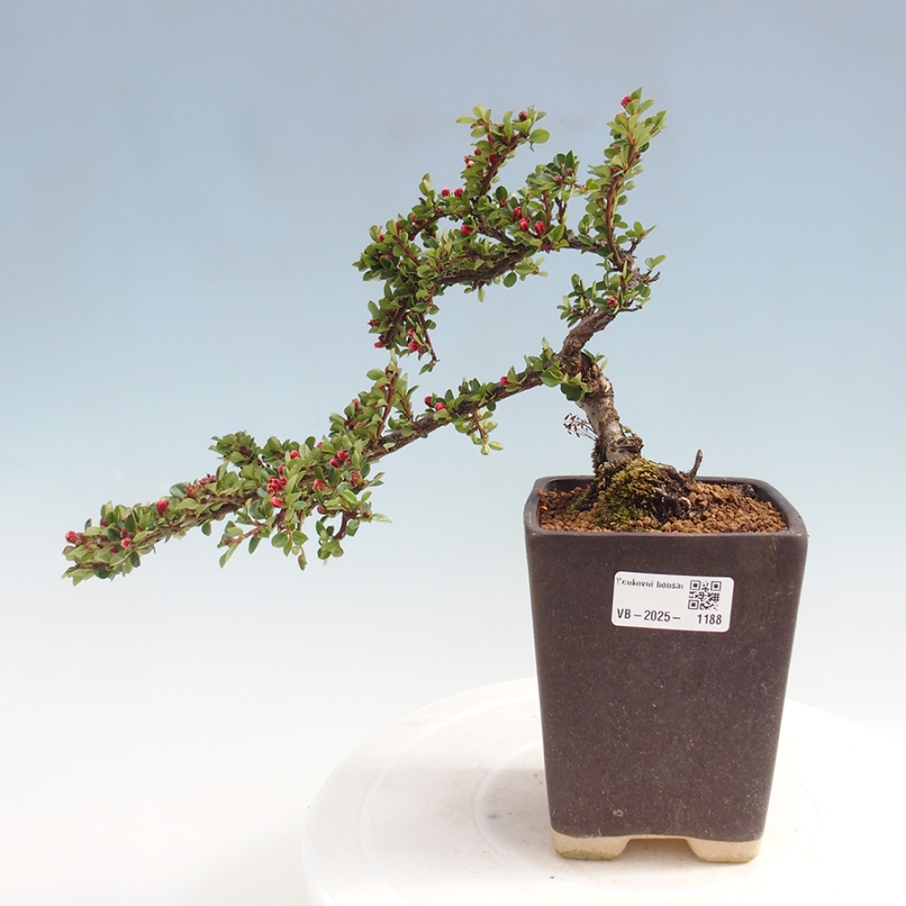 Bonsai im Freien - Cotoneaster horizontalis - Felsenbaum