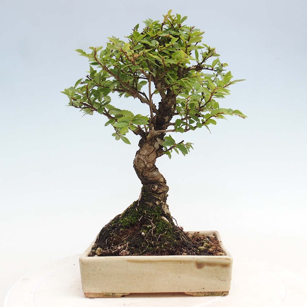 Bonsai im Freien - Zelkova - Zelkova NIRE