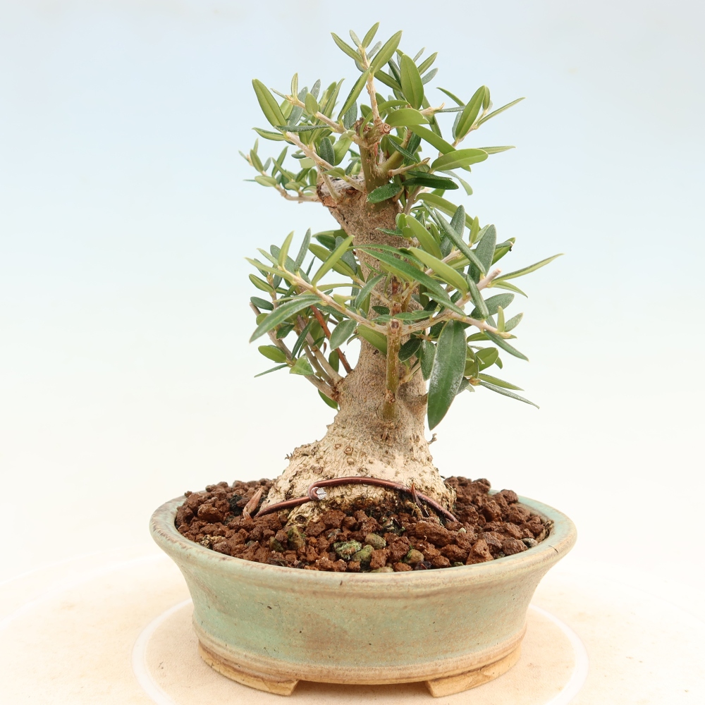 Zimmerbonsai - Olea europaea sylvestris