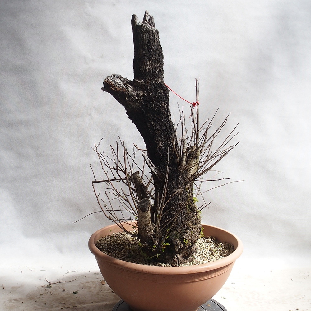 Outdoor Bonsai -Mahalebka - Prunus Mahaleb