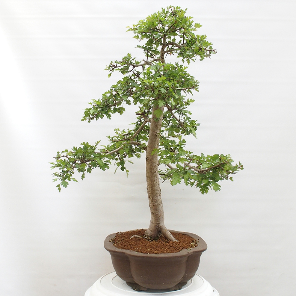 Bonsai im Freien - Weißdorn - Crataegus monogyna