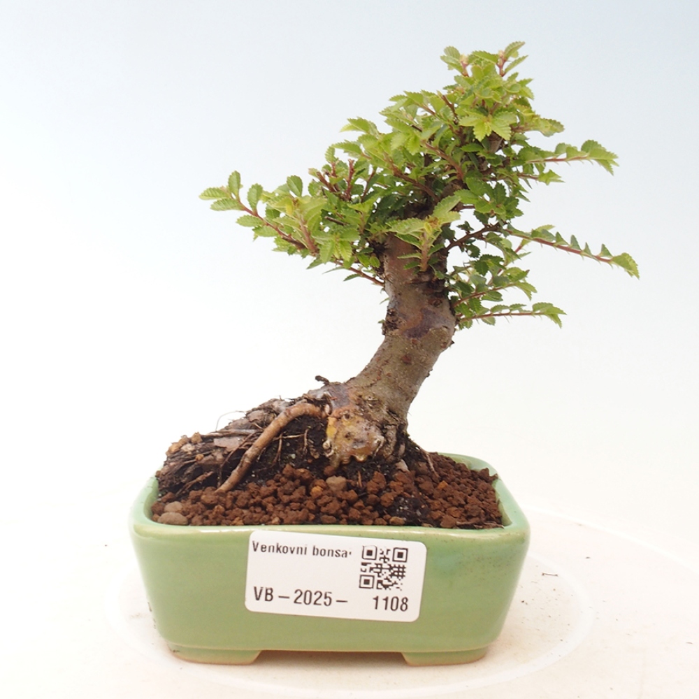 Bonsai im Freien - Ulmus parvifolia Sagei - Kleinblättrige Ulme