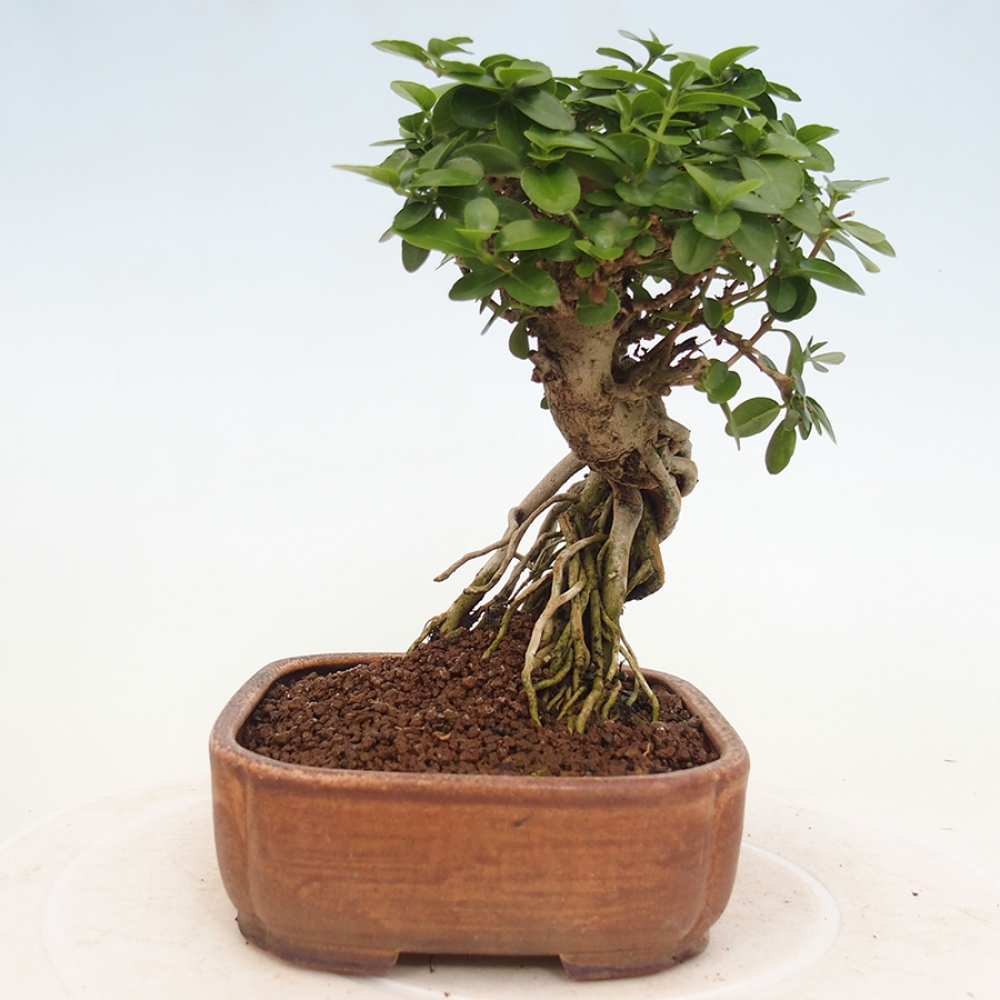 Zimmerbonsai - Premna serratifolia - Kozlovon kleinblättrig