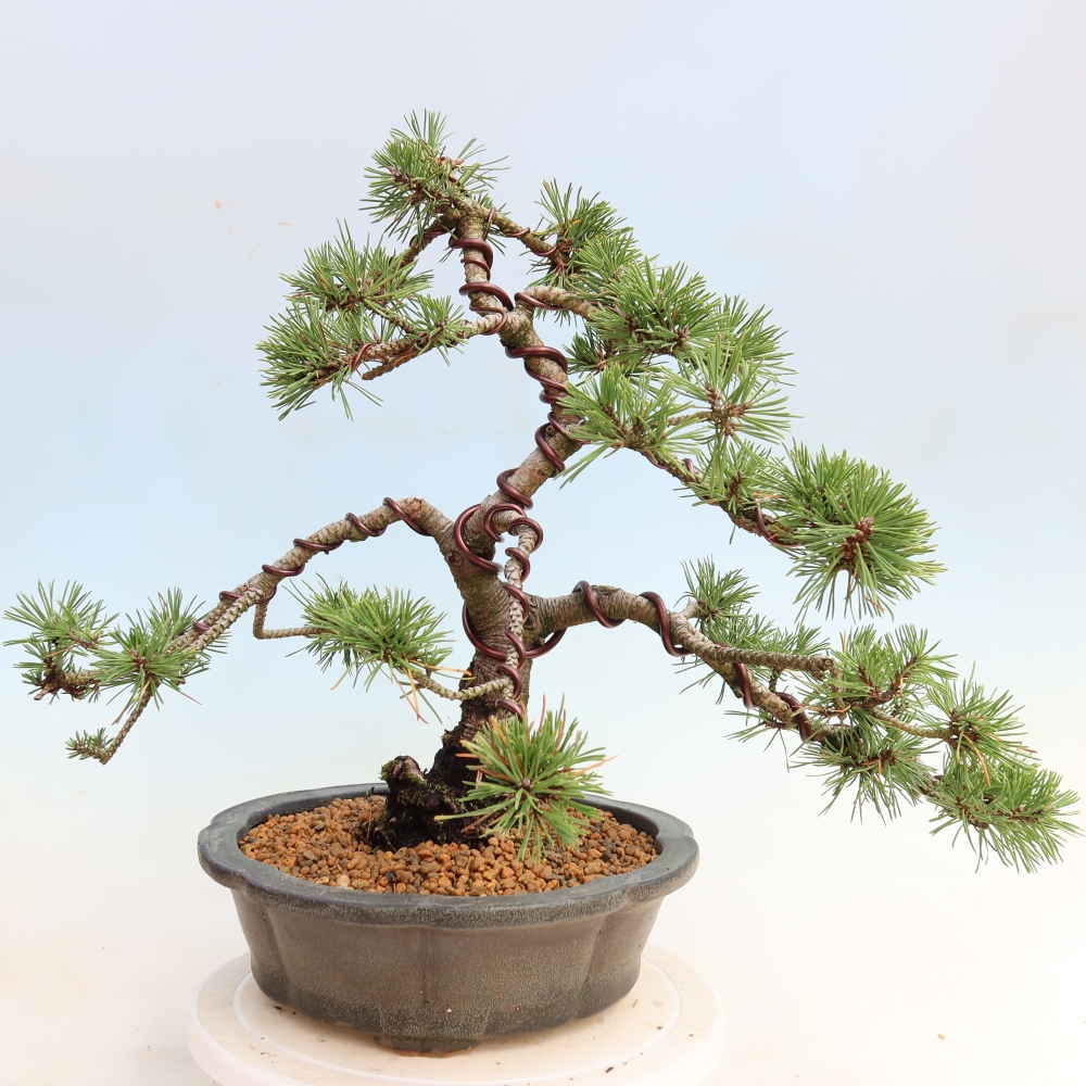 Bonsai für den Außenbereich – Pinus mugo Humpy – Zwergkiefer