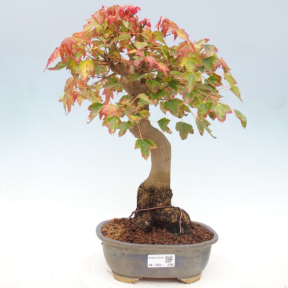 Bonsai im Freien - Ahorn Buergerianum - Burger Maple