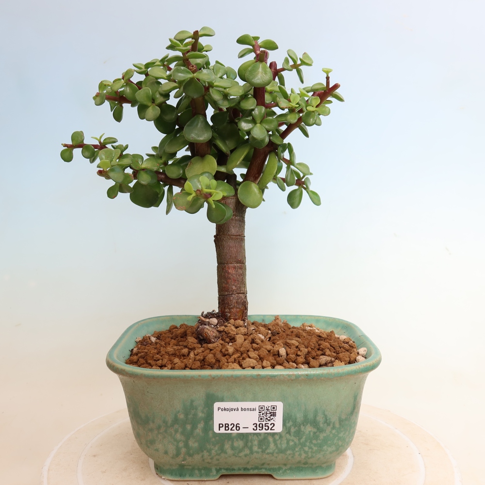 Zimmer Bonsai - Portulakaria Afra - Tlustice