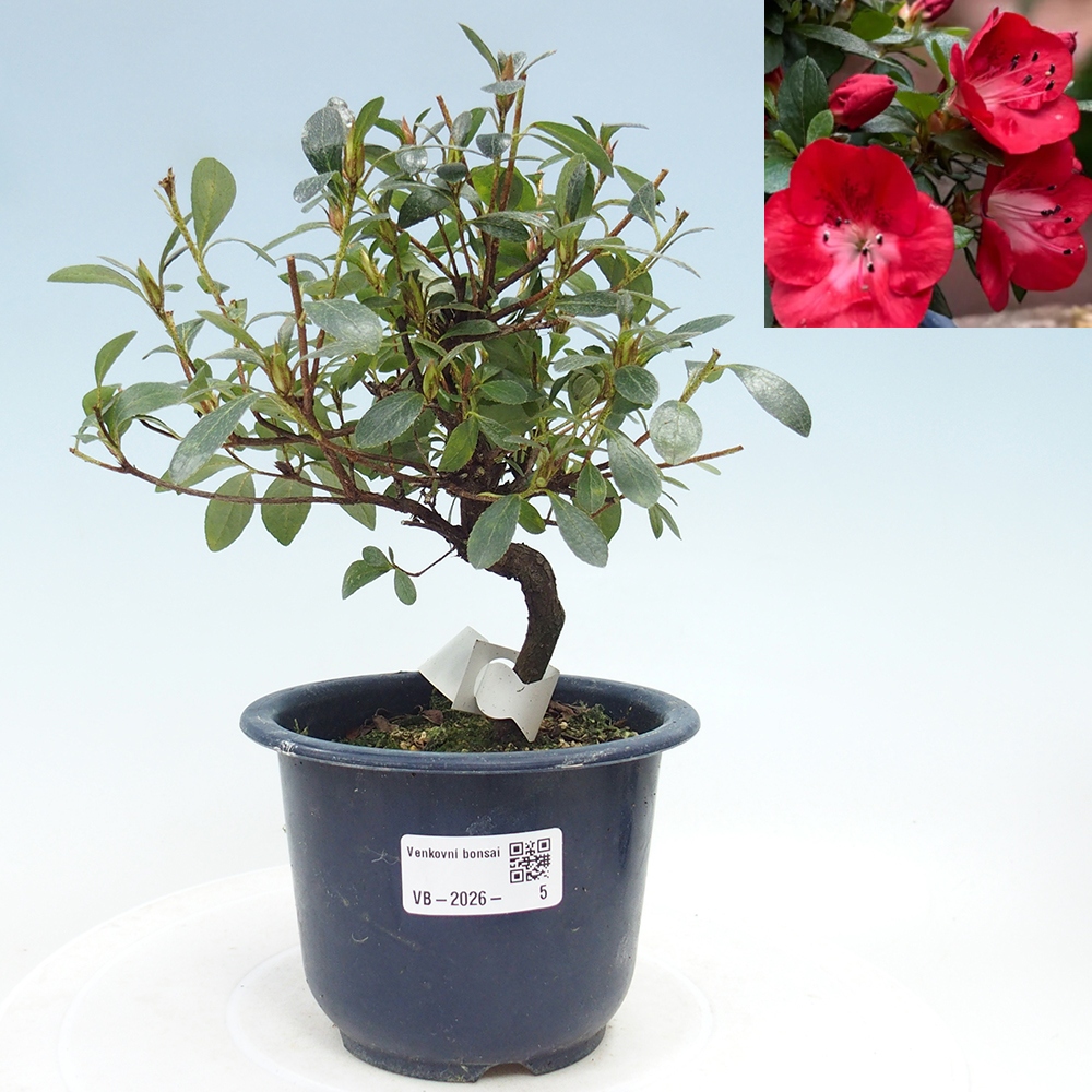 Bonsai für draußen - Japanische Azalee - Azalea Benibeni