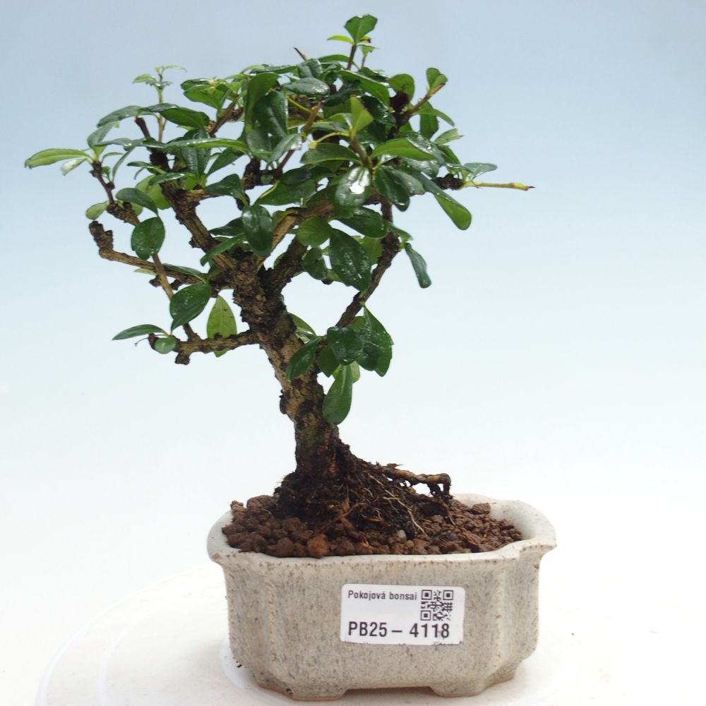 Zimmer-Bonsai - Carmona macrophylla - Tee-Fuki