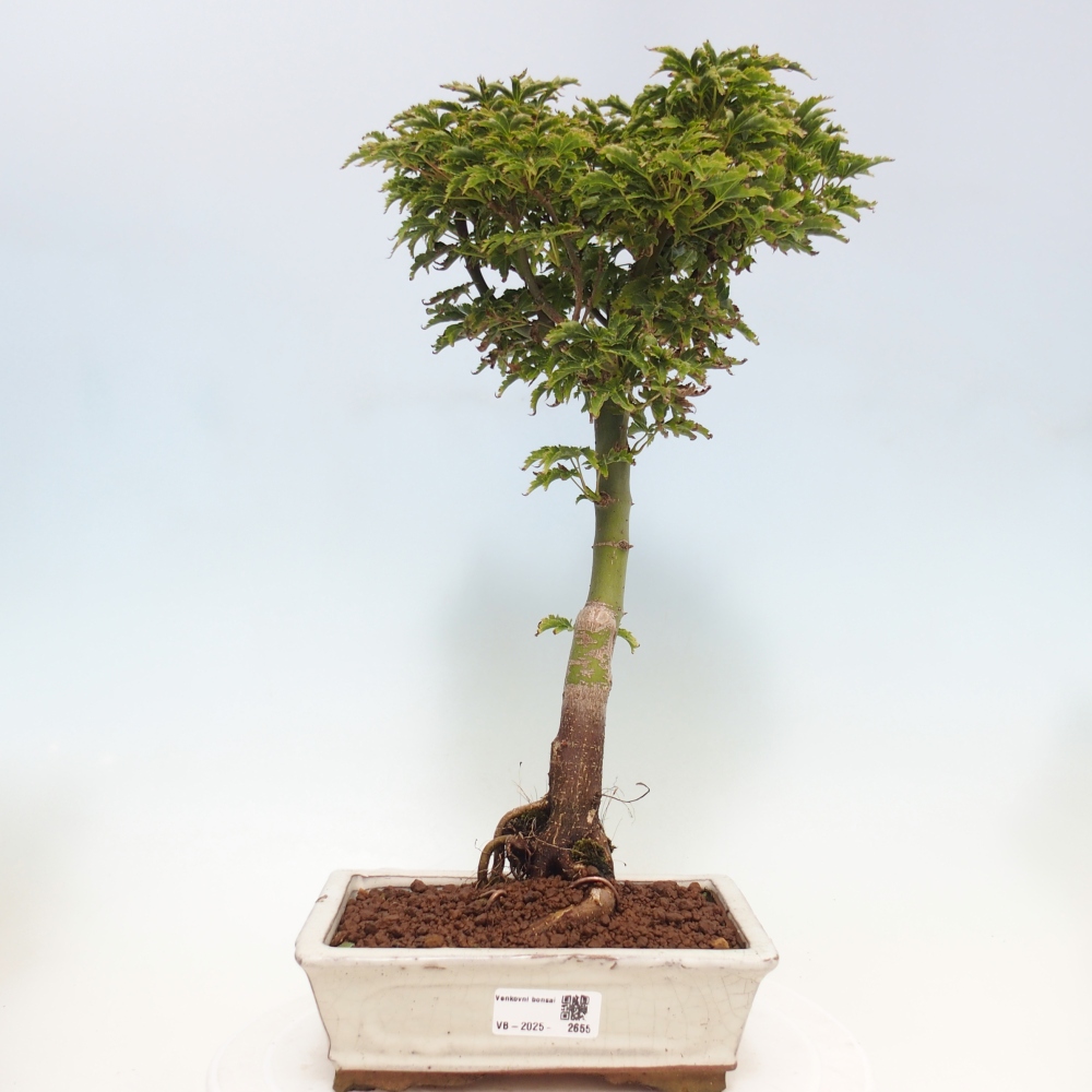 Bonsai im Freien - Acer palmatum Shishigashira-Ahorn
