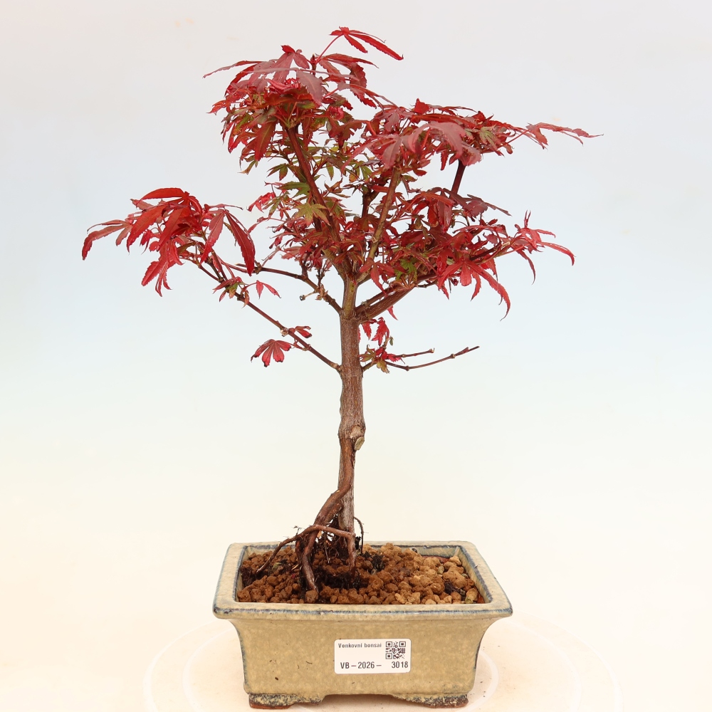 Bonsai für den Außenbereich – Palmenblättriger Ahorn – Acer palmatum „Berry Broom“ 