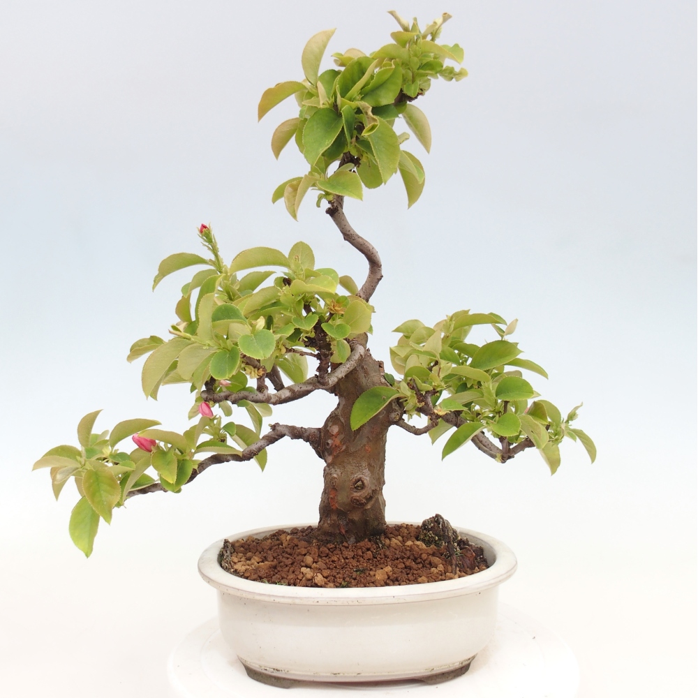 Bonsai für draußen - Pseudocydonia sinensis - Chinesische Quitte