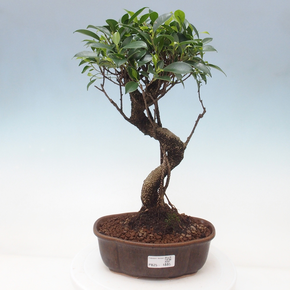 Indoor-Bonsai - Ficus retusa - kleiner Ficus