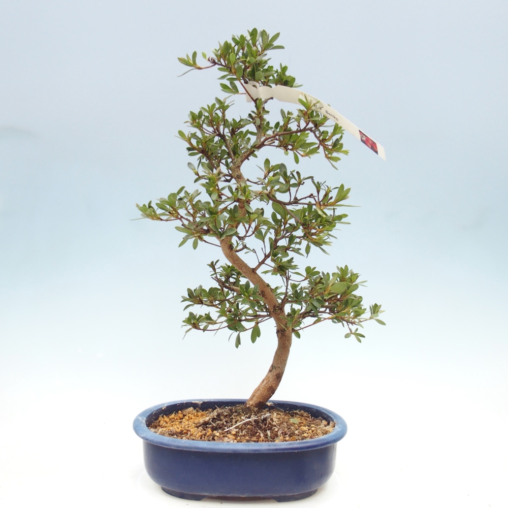 Bonsai für draußen - Japanische Azalee - Azalee Beniko