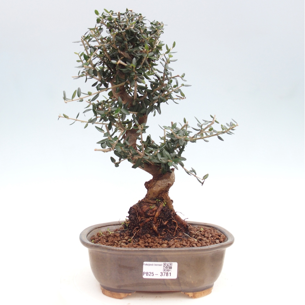 Zimmerbonsai - Olea europaea sylvestris
