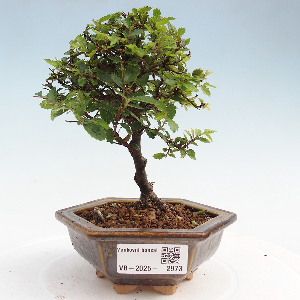 Bonsai im Freien - Ulmus parvifolia Sagei - Kleinblättrige Ulme