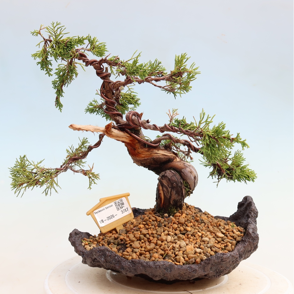 Bonsai für draußen - Juniperus chinensis Itoigawa-Juniperus chinensis